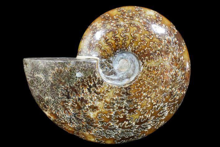 Polished Ammonite Fossil - Madagascar #173173